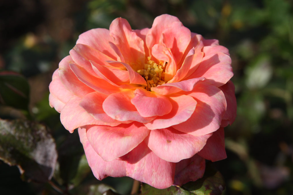 růže Rose d�Amour (Gaujard)