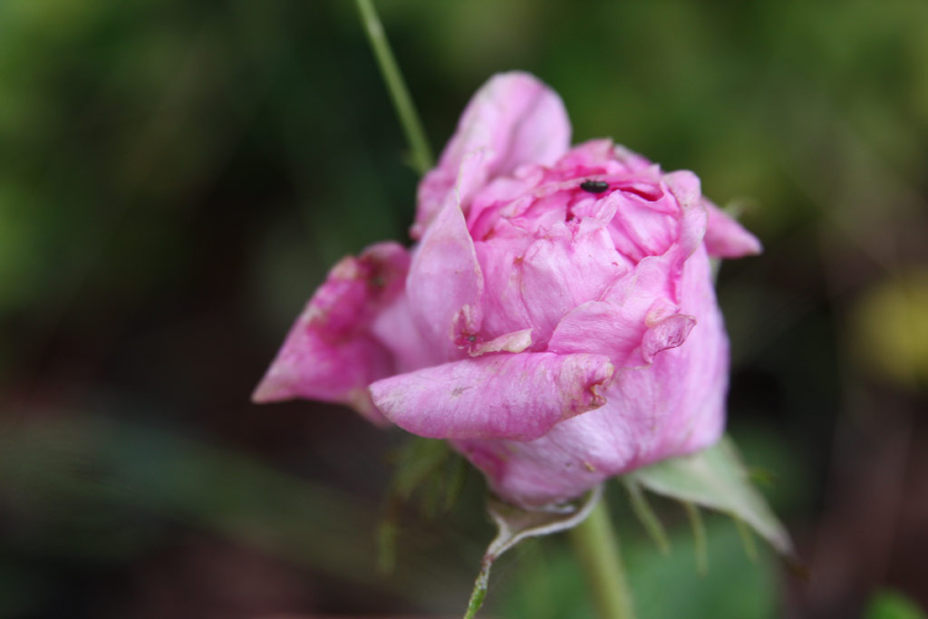 růže Rose de la Maitre-�cole