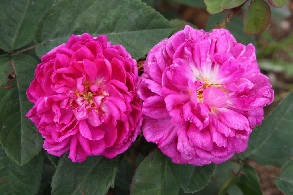 růže Rose de Resht