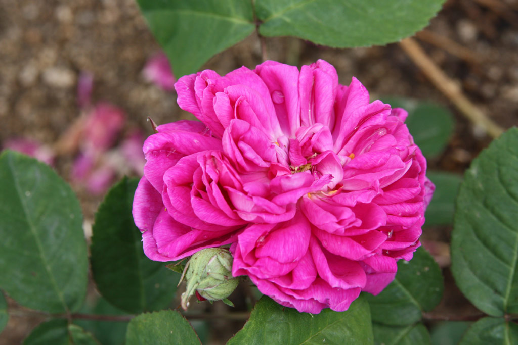 růže Rose de Resht