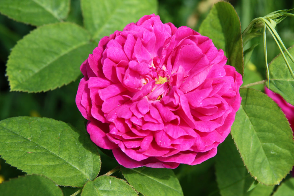 růže Rose de Resht