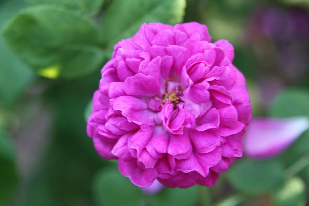 růže Rose de Resht