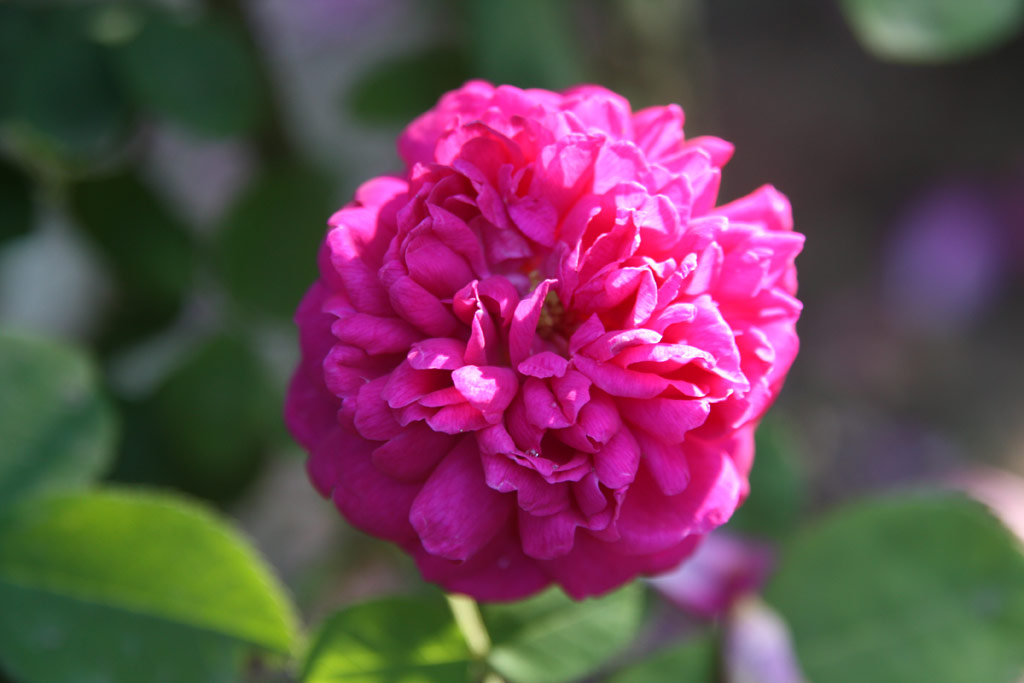 růže Rose de Resht