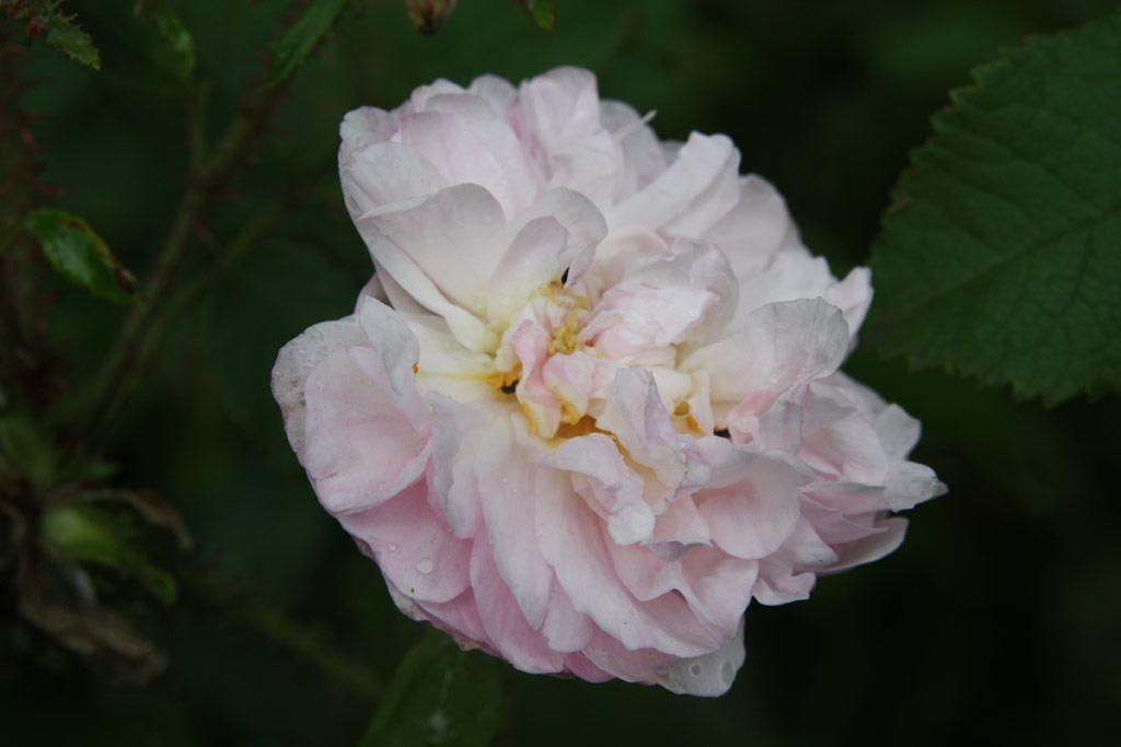 růže Rose des Quatre Saisons Blanc Mousseux