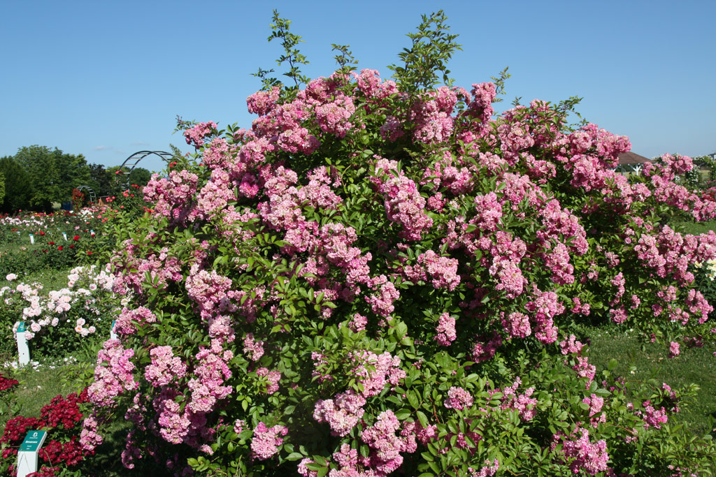 růže Rosemary Viaud