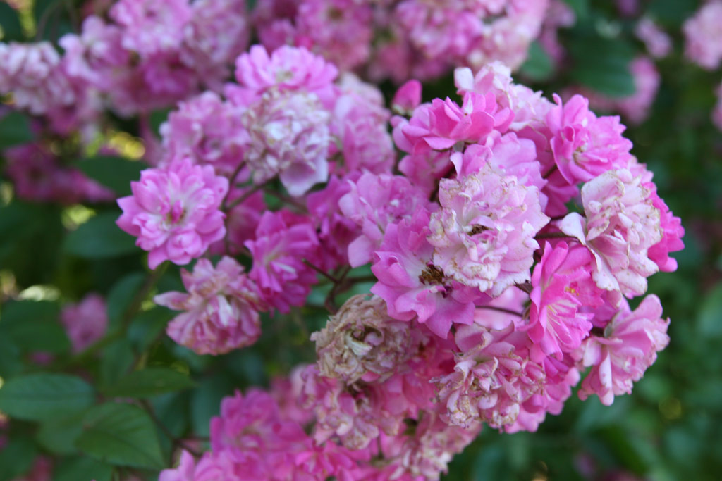 růže Rosemary Viaud