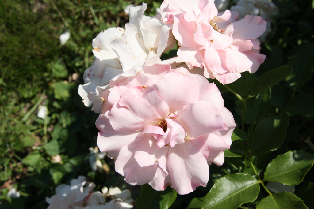 růže Rosendorf Sparrieshoop