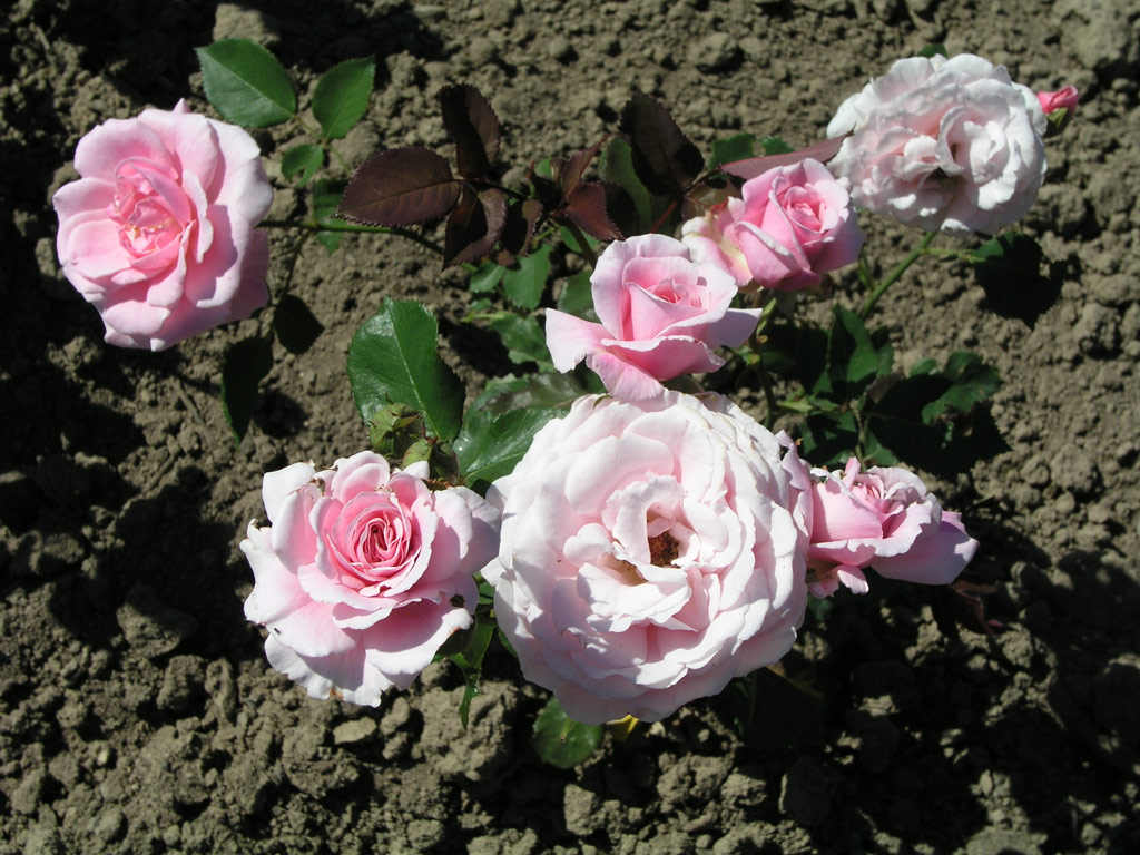 růže Rosenelfe