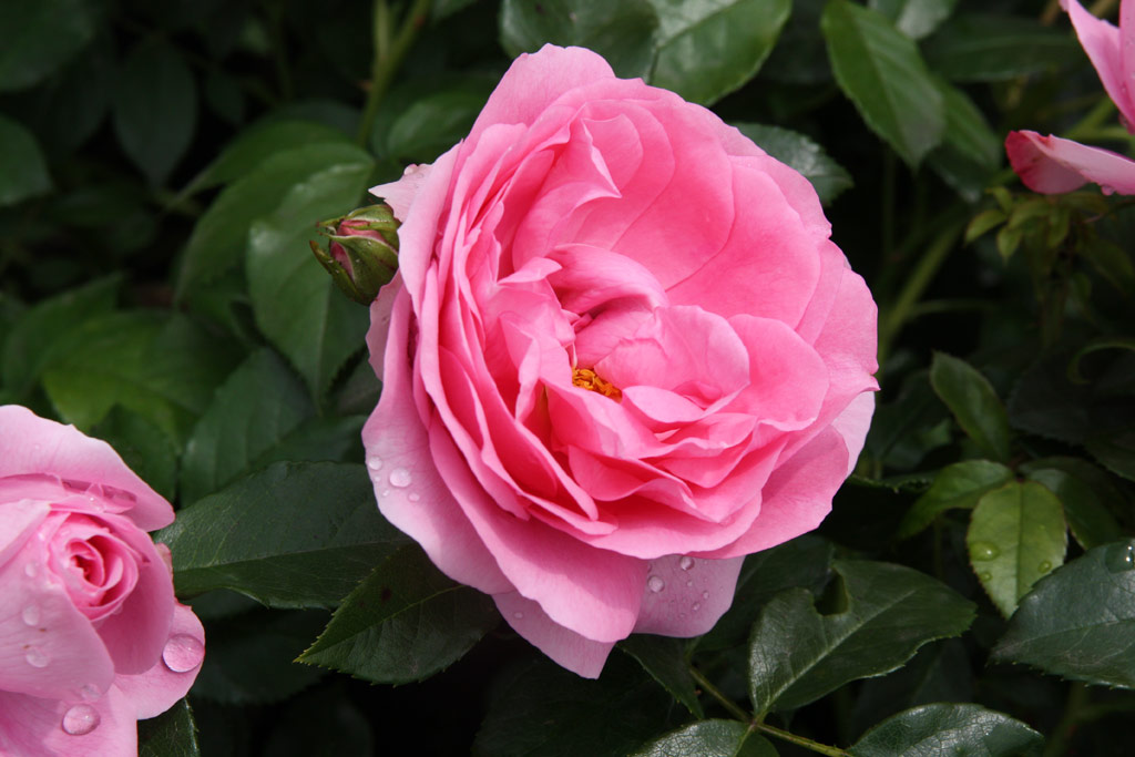 růže Rosenfee (Kordes)