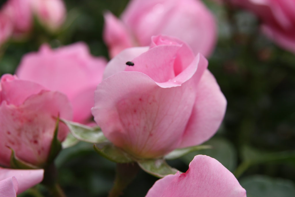 růže Rosenfee (Kordes)