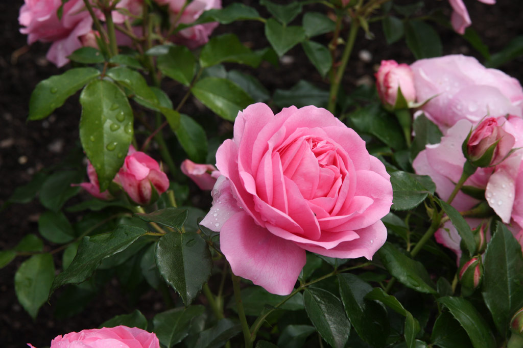 růže Rosenfee (Kordes)