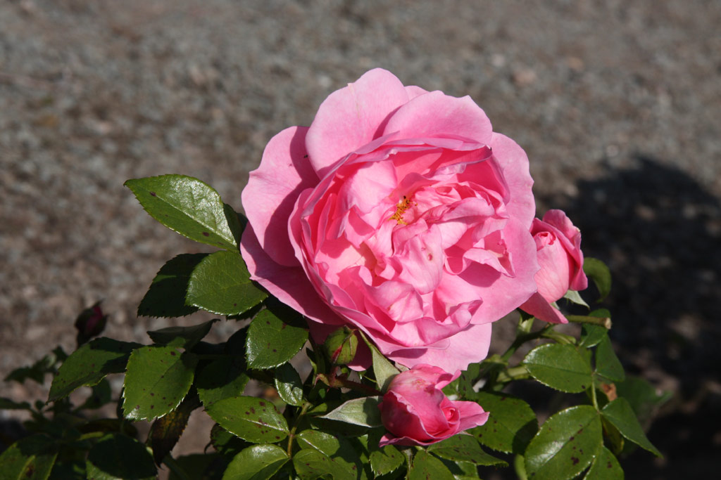 růže Rosenfee (Kordes)