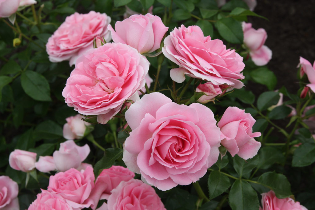 růže Rosenfee (Kordes)