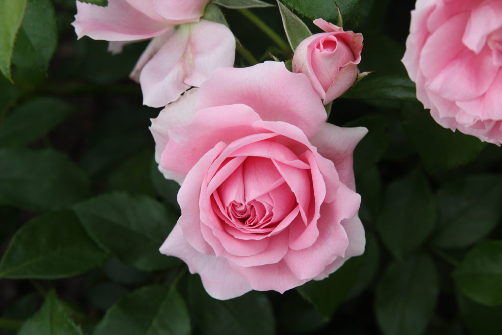 růže Rosenfee (Kordes)