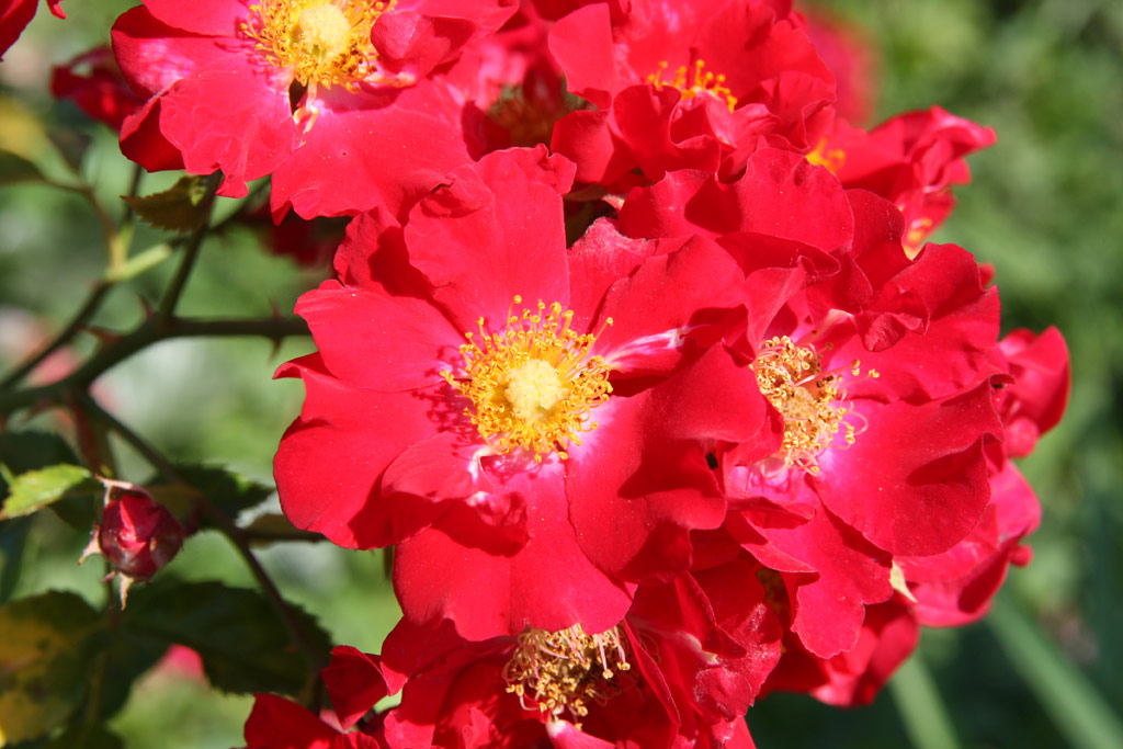 růže Rosenkavalier