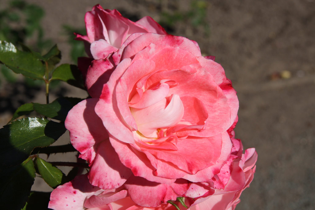 růže Rosenstadt Freising