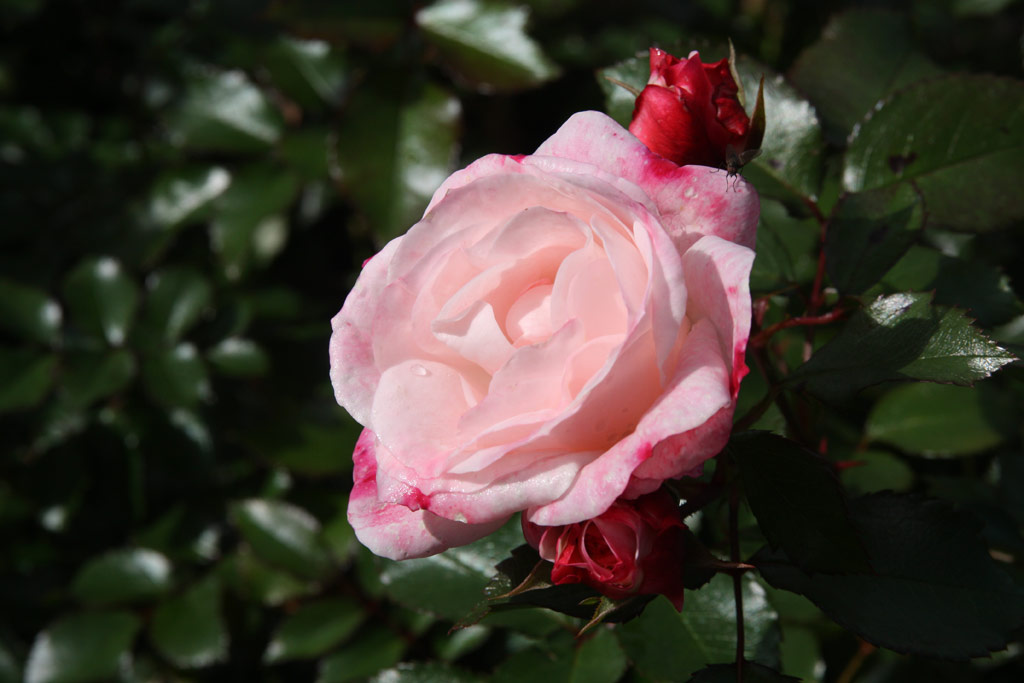 růže Rosenstadt Freising