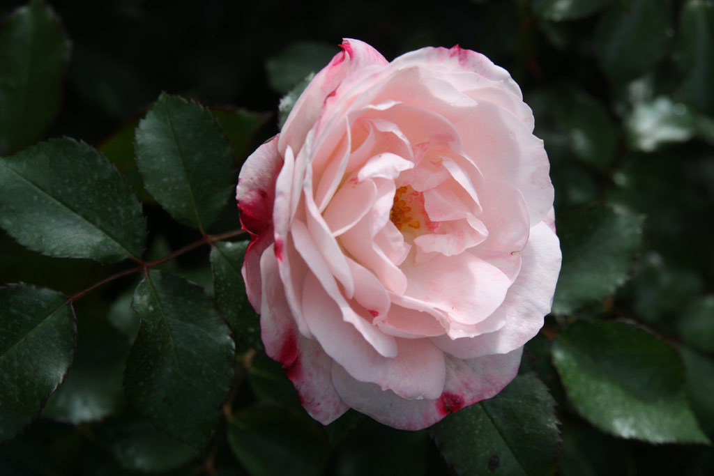 růže Rosenstadt Freising