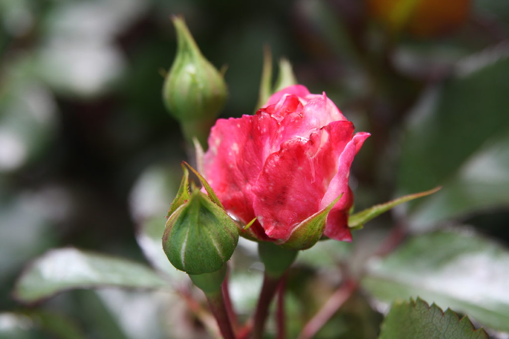 růže Rosenstadt Freising