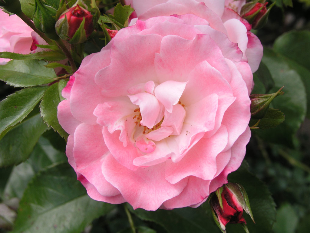 růže Rosenstadt Freising