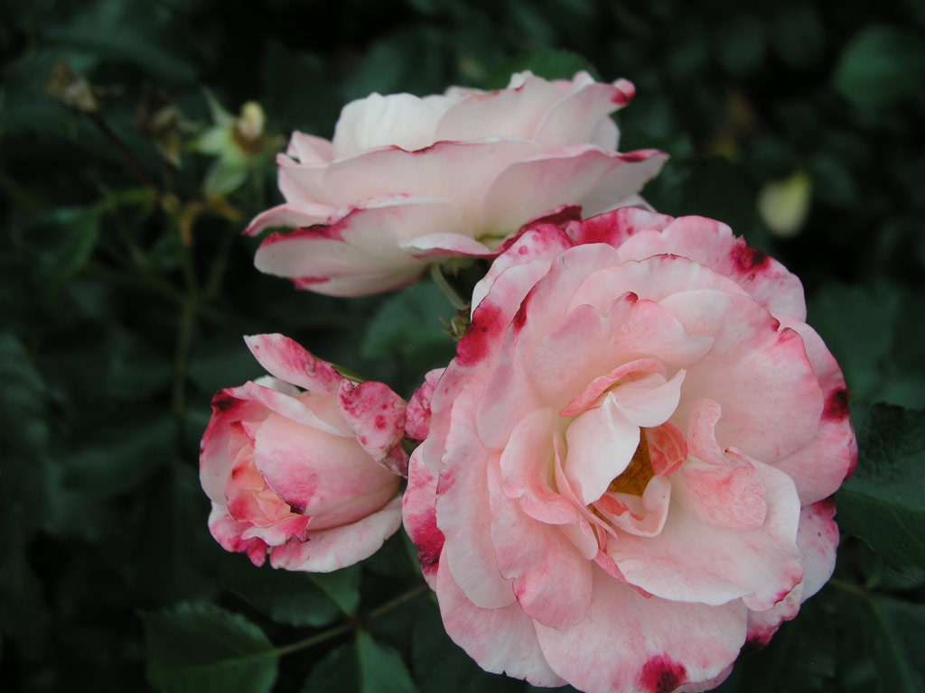 růže Rosenstadt Freising