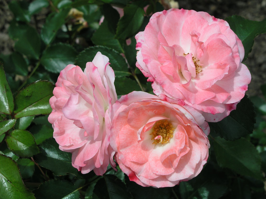 růže Rosenstadt Freising