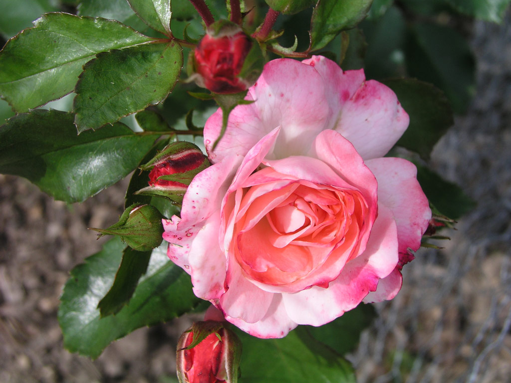 růže Rosenstadt Freising