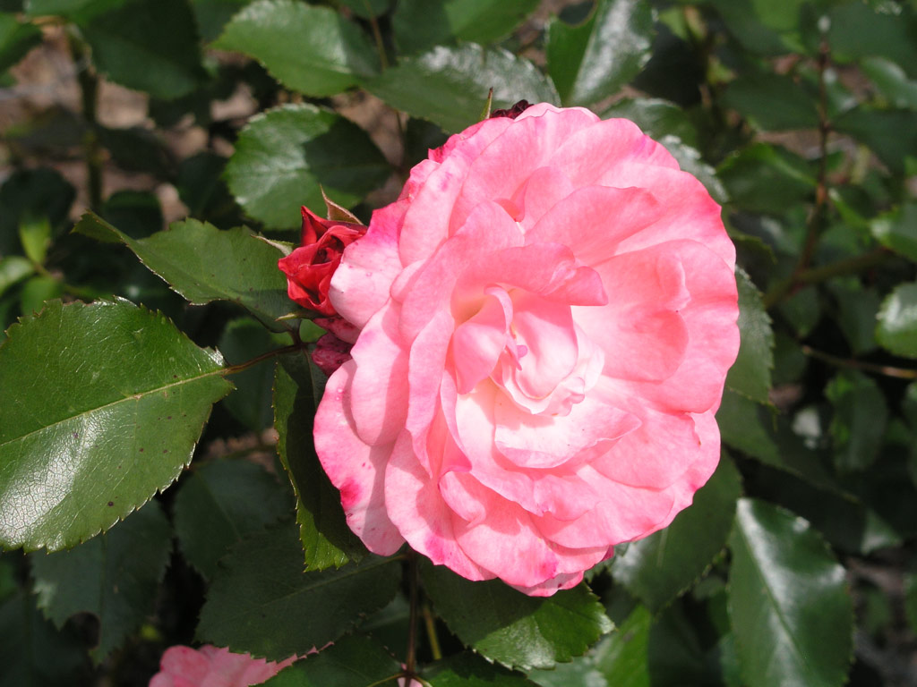 růže Rosenstadt Freising