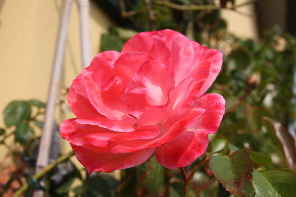 růže Rosenstadt Freising