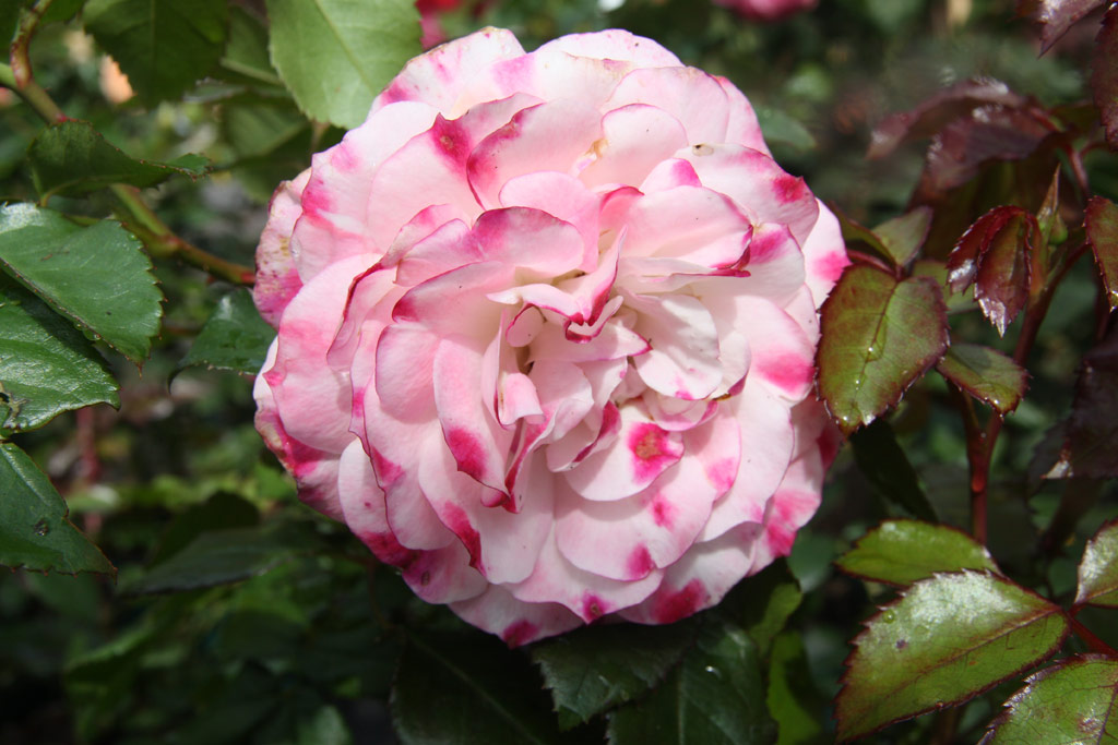 růže Rosenstadt Freising