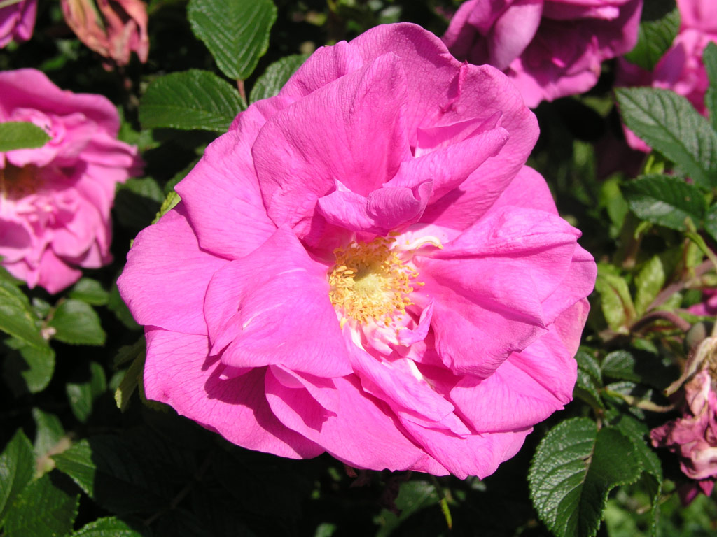 růže Roseraie de LHay