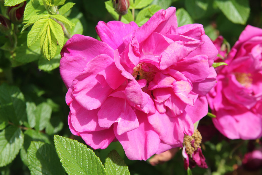 růže Roseraie de LHay