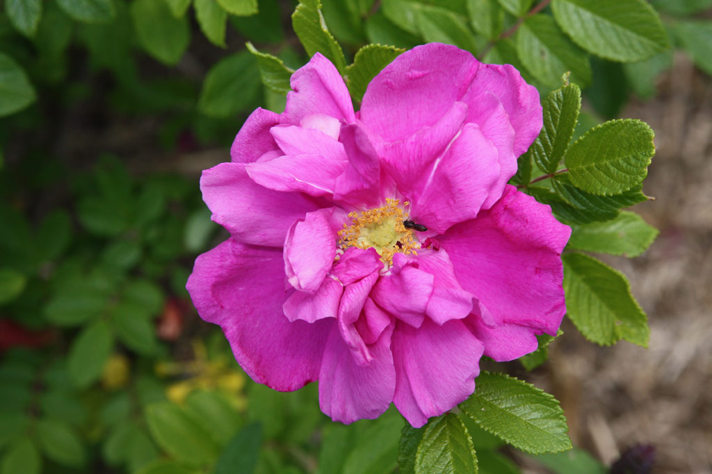 růže Roseraie de LHay