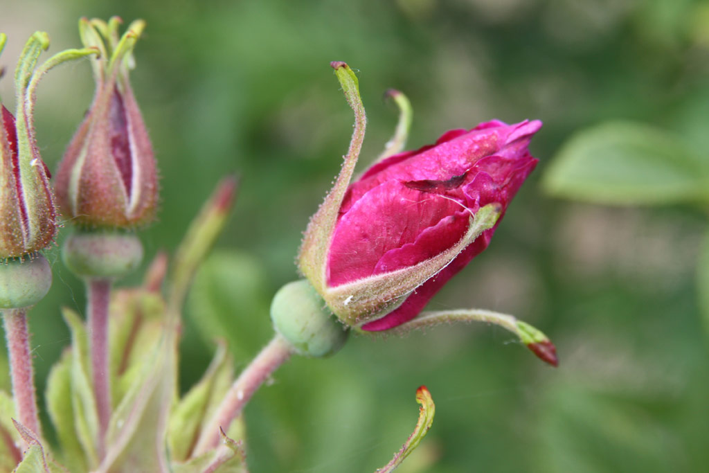 růže Roseraie de LHay