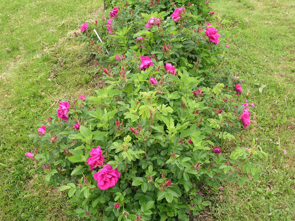 růže Roseraie de LHay