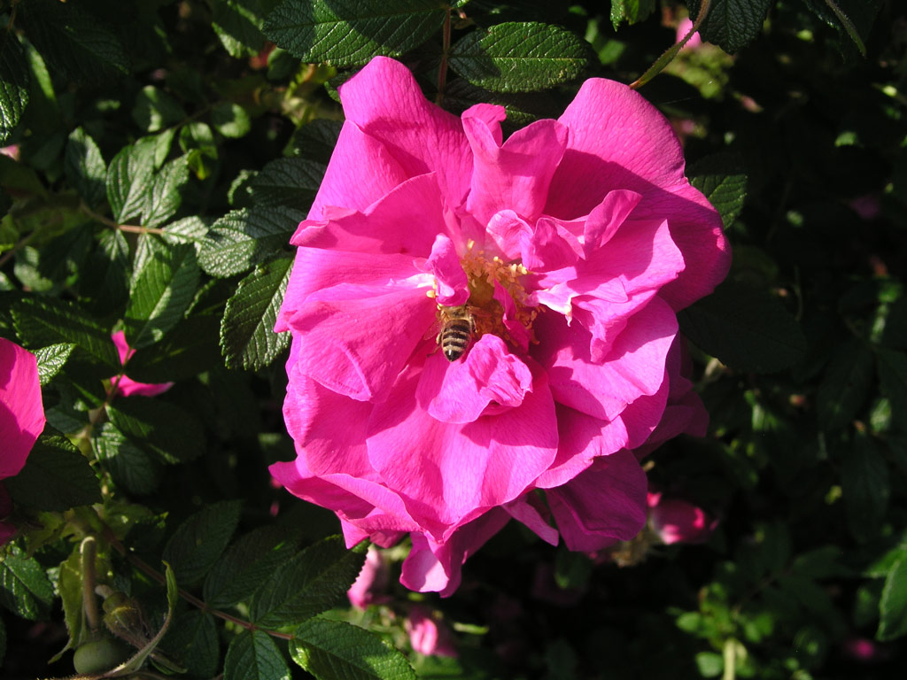 růže Roseraie de LHay