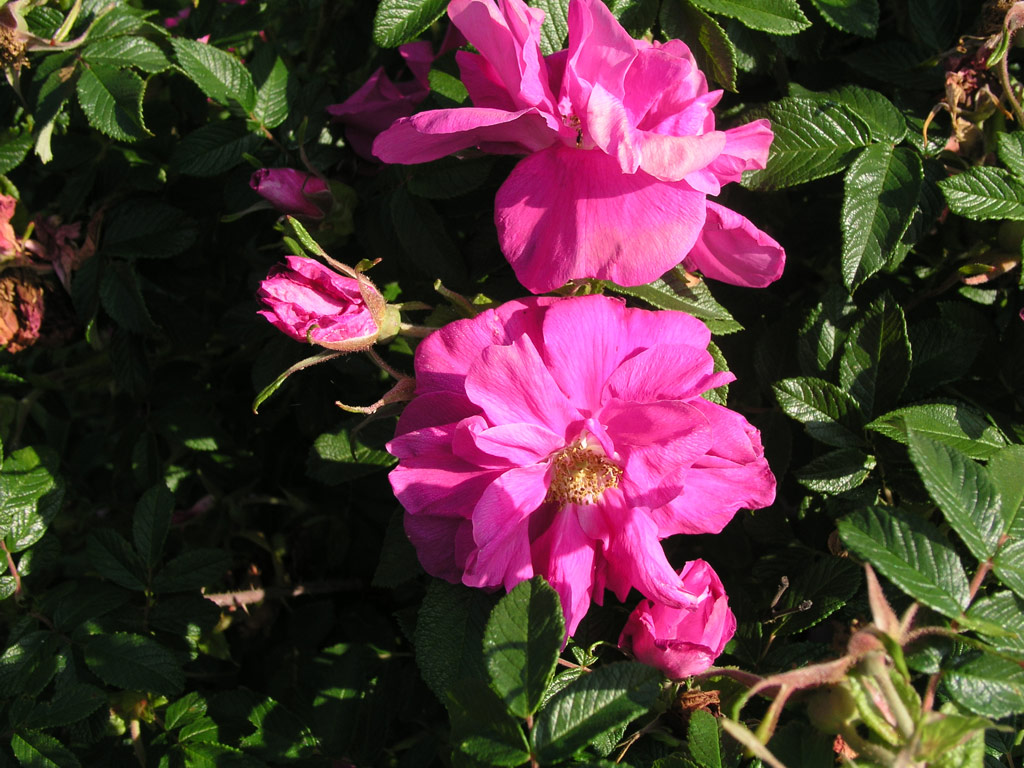 růže Roseraie de LHay