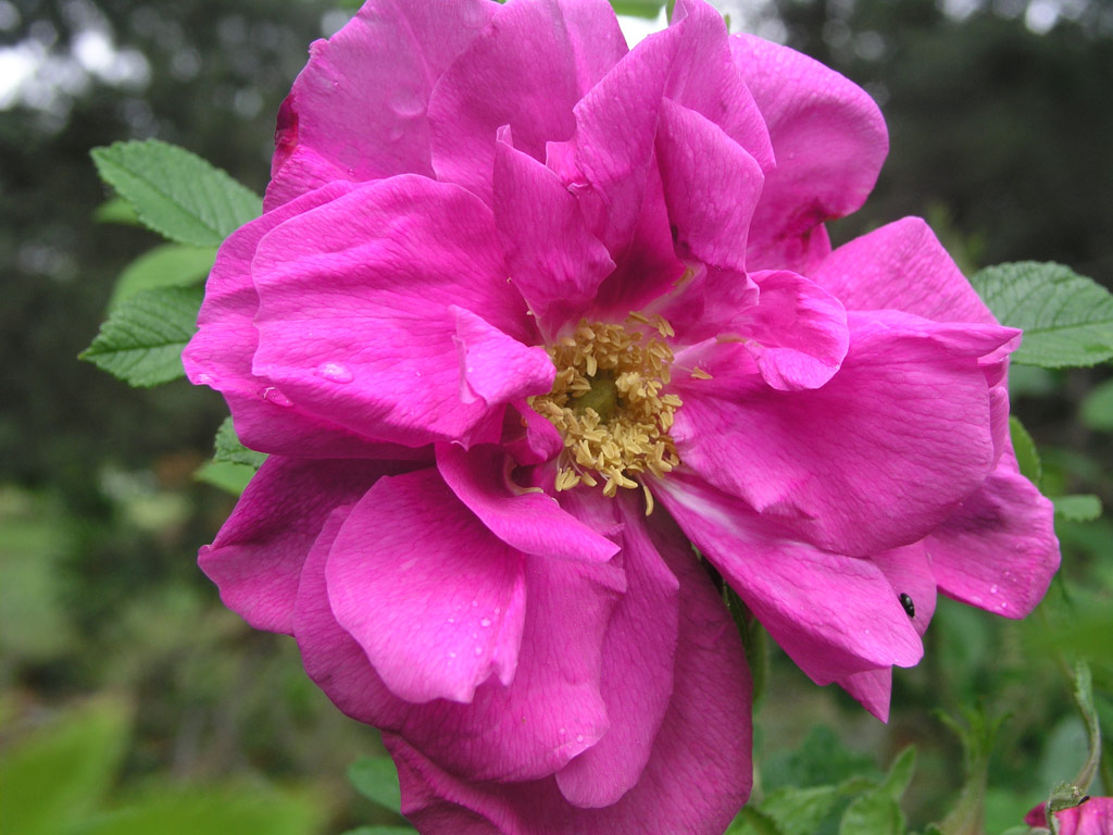 růže Roseraie de LHay