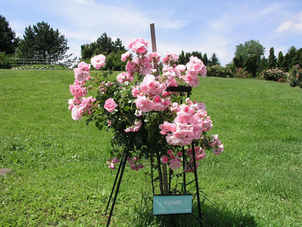 růže Rosmarin