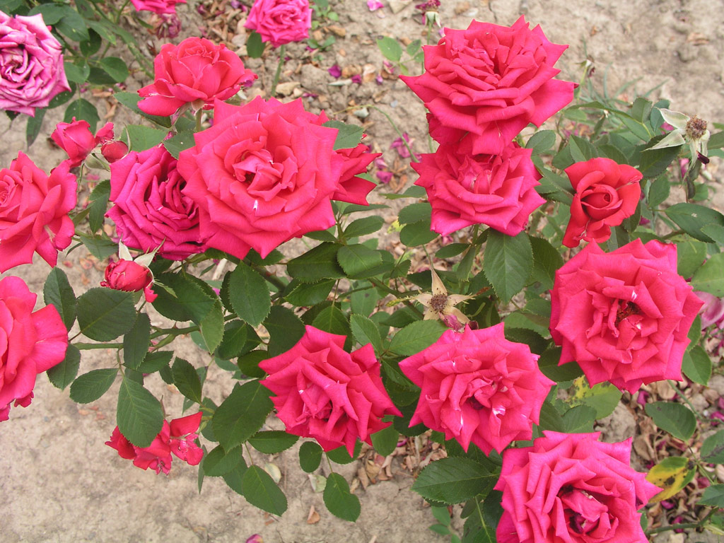 růže Roter Champagner