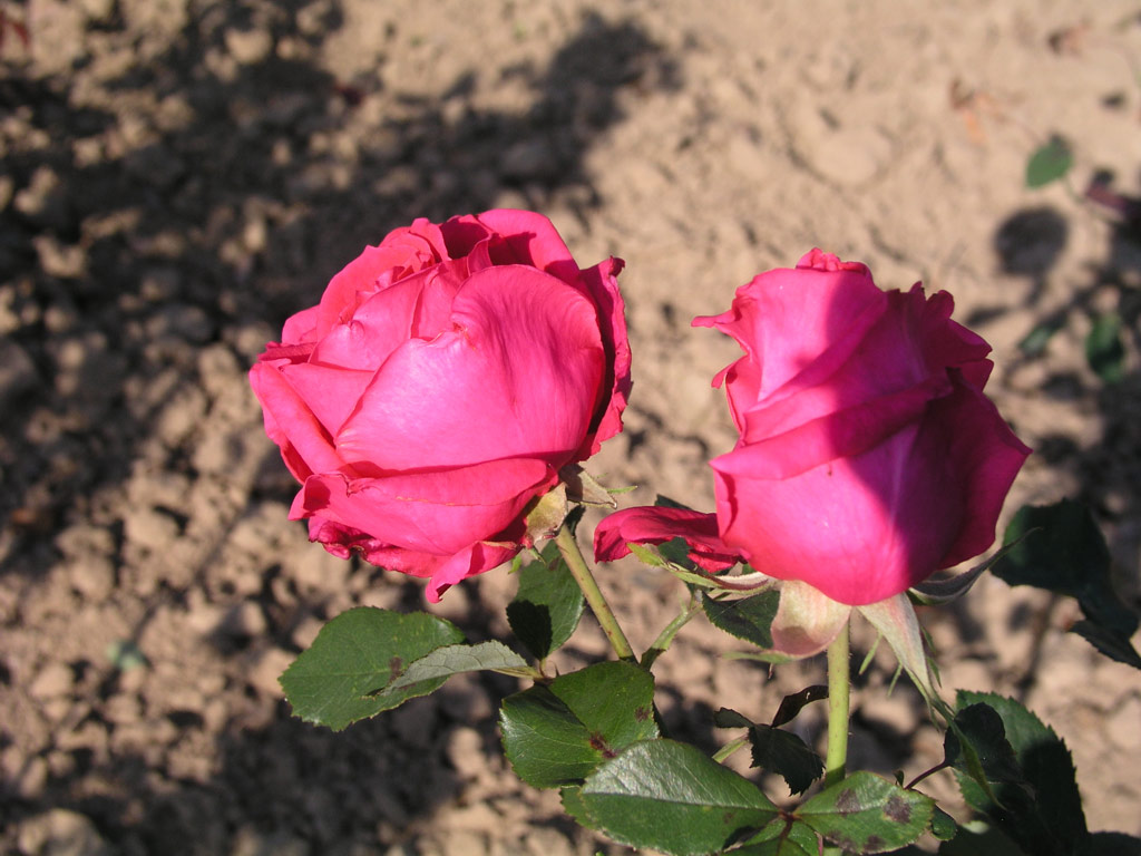 růže Roter Champagner