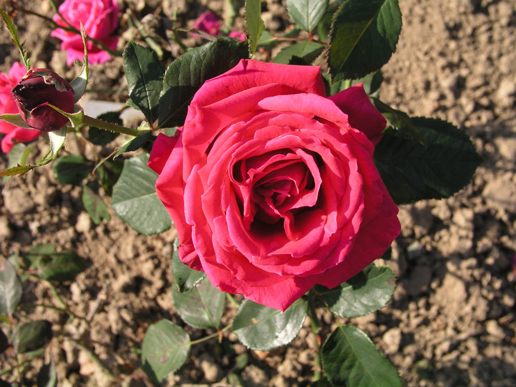 růže Roter Champagner