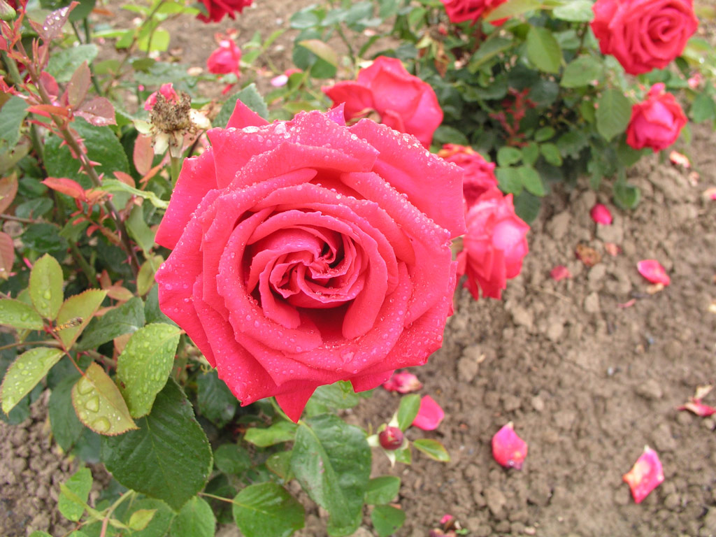 růže Roter Champagner