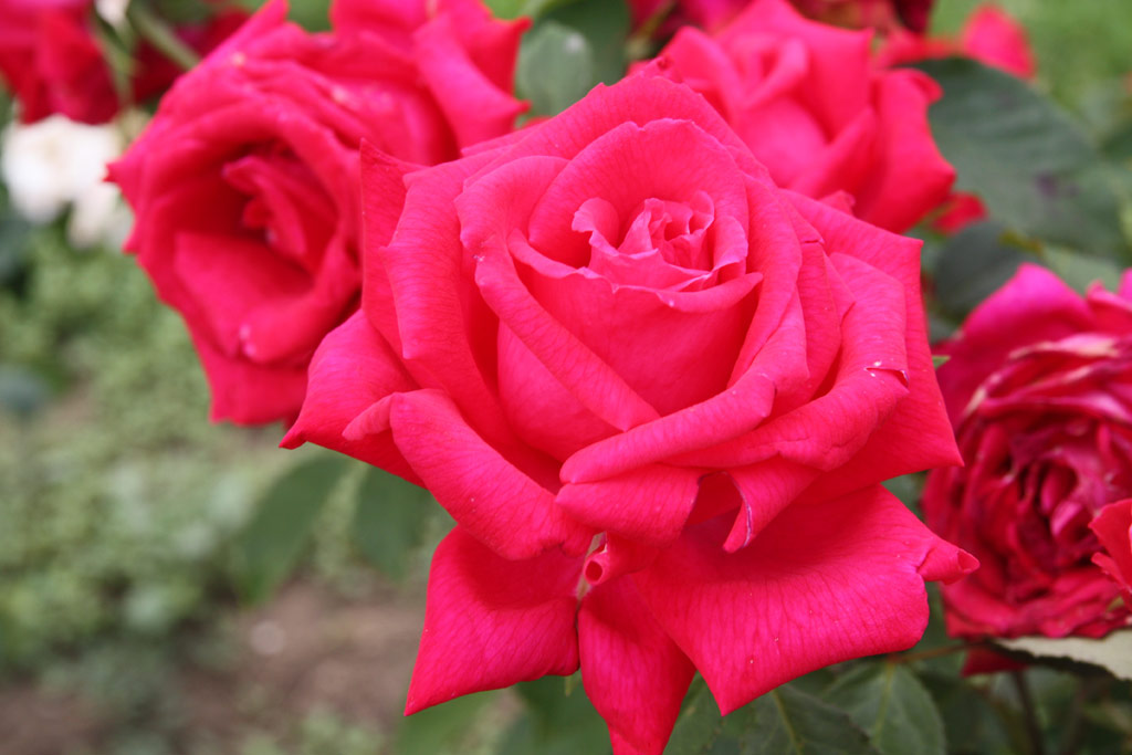 růže Roter Champagner