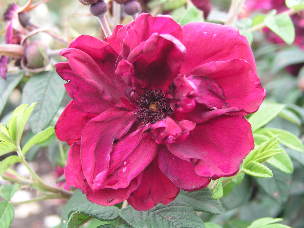 růže Rotes Phaenomen