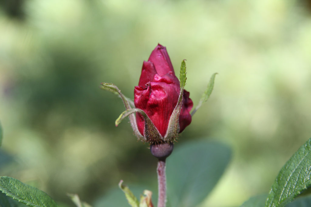 růže Rotes Phaenomen