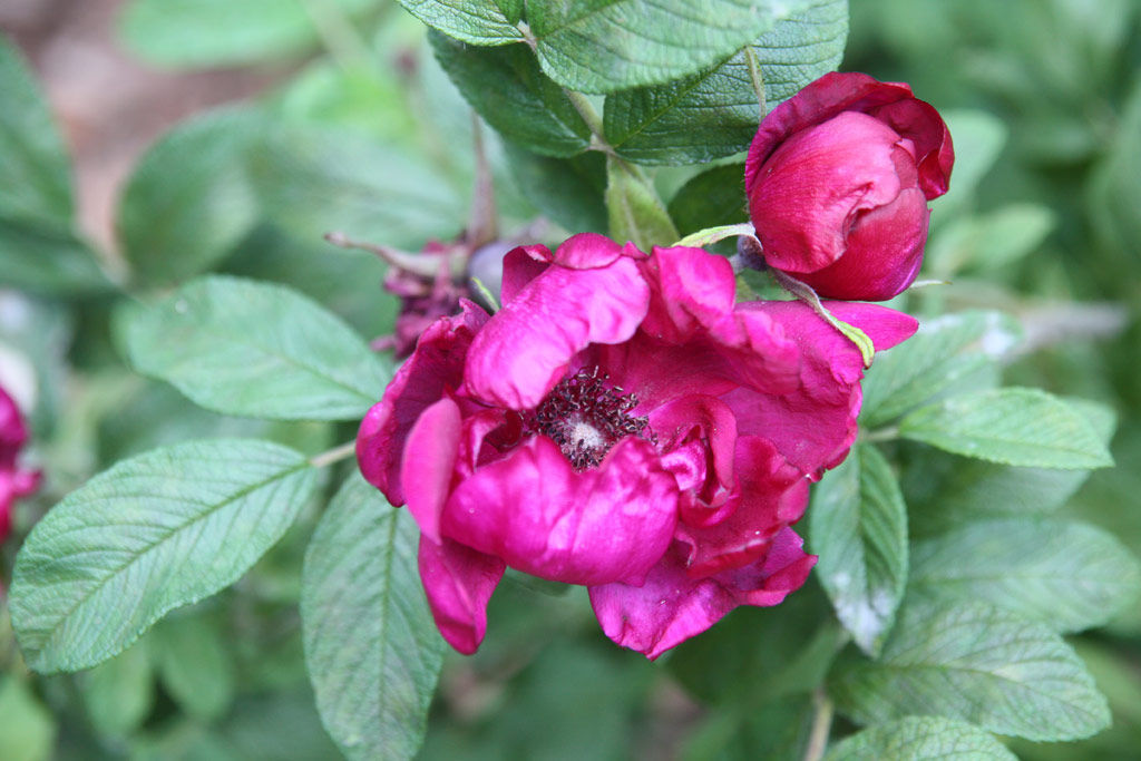 růže Rotes Phaenomen