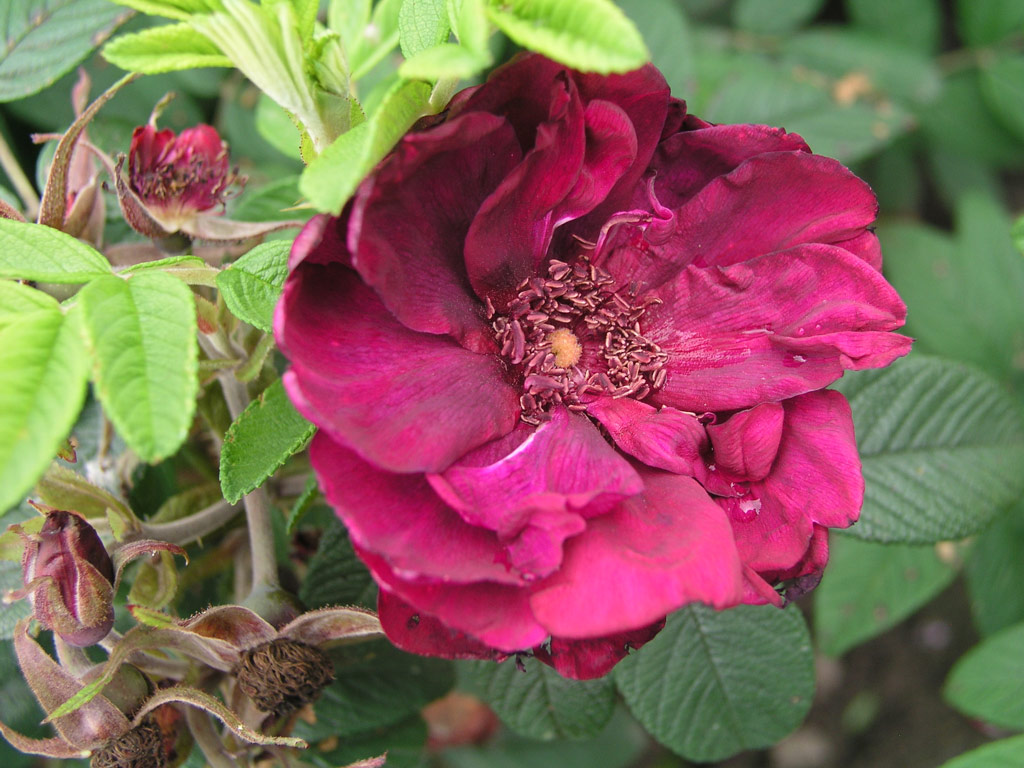 růže Rotes Phaenomen