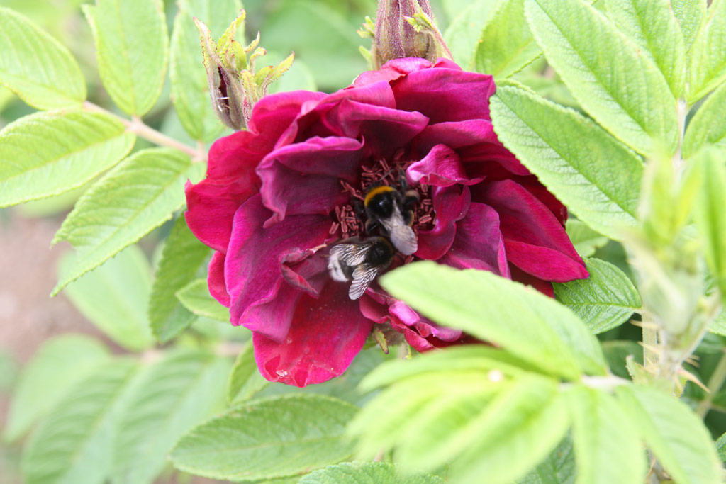 růže Rotes Phaenomen