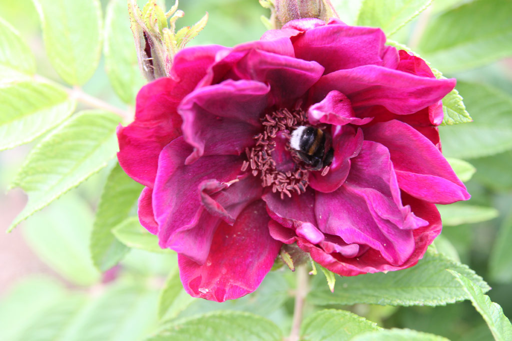 růže Rotes Phaenomen